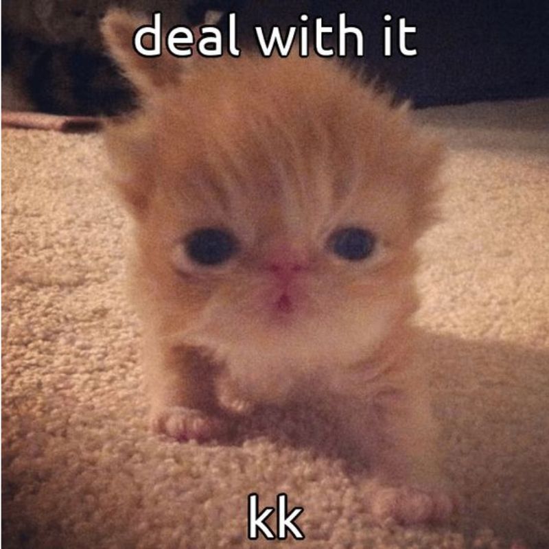 meme mèo con hài