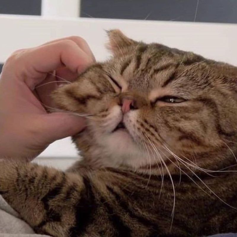 meme mèo đáng yêu