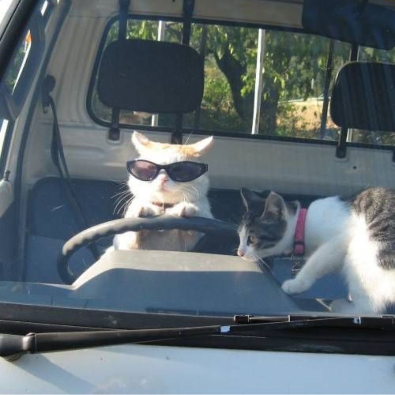 meme mèo đánh nhau