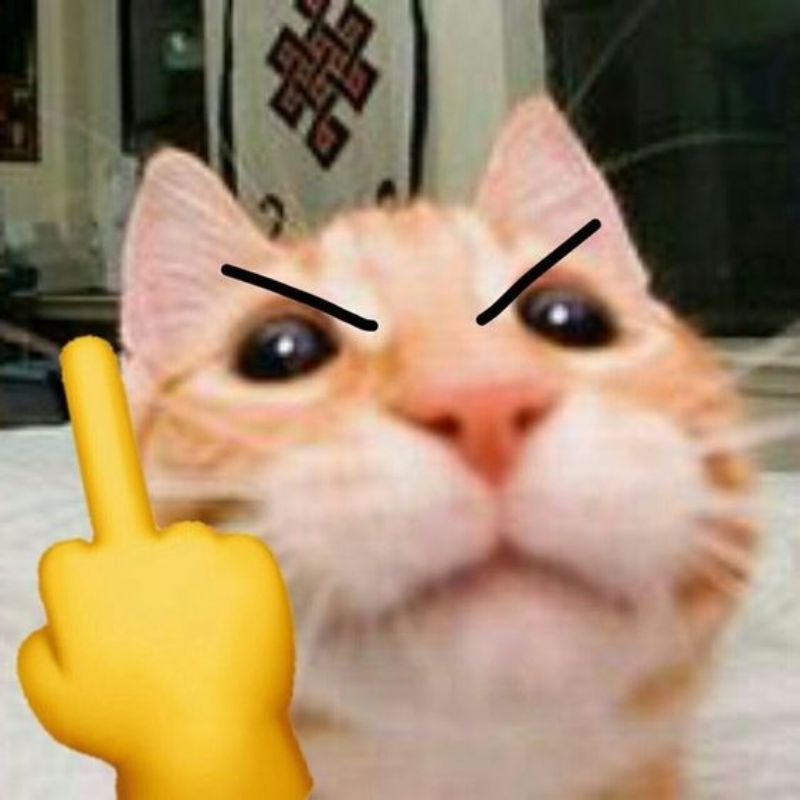 meme mèo giơ ngón giữa