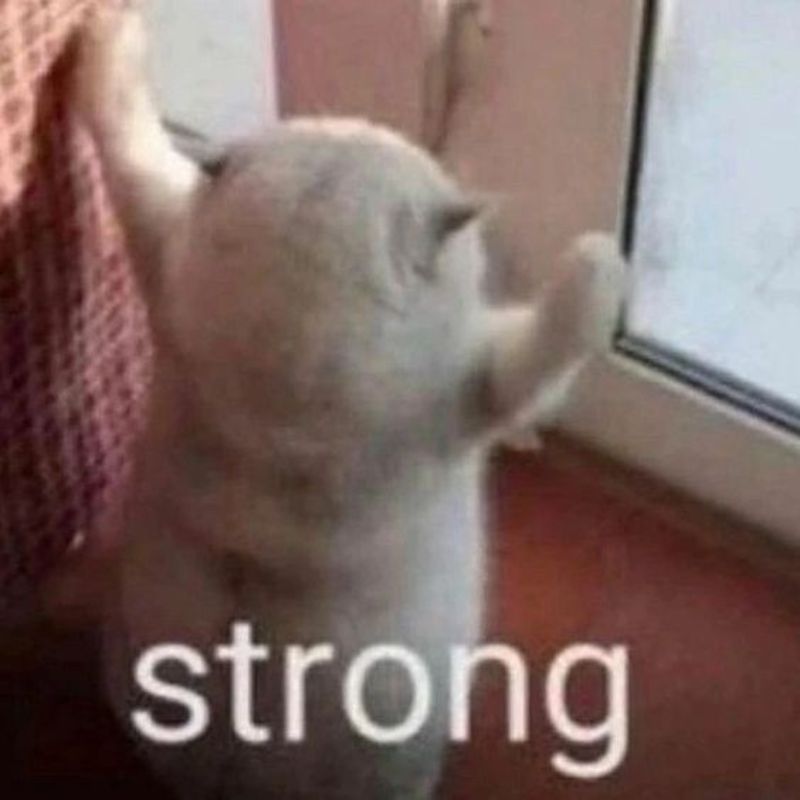 meme mèo mạnh mẽ