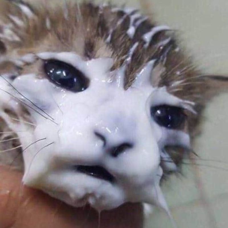 meme mèo mặt hài