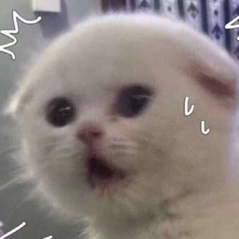 meme mèo hốt hoảng