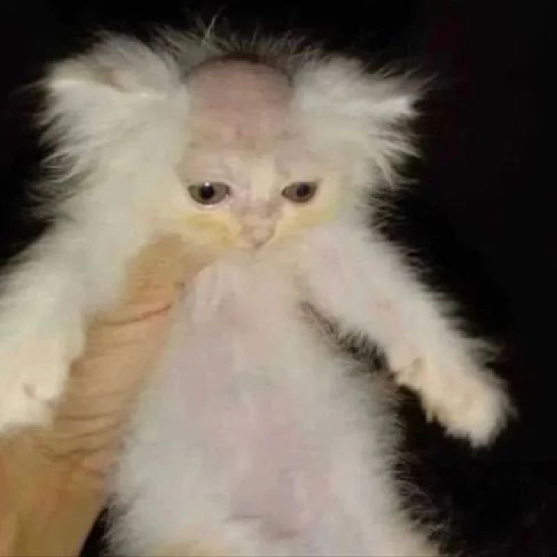 meme mèo hói đầu