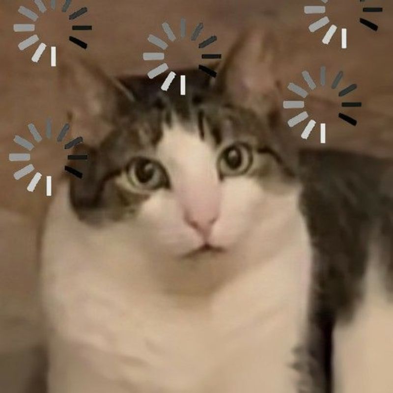 meme mèo há mồm