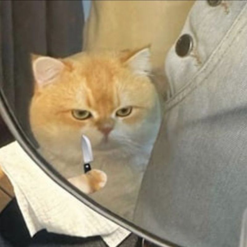 meme mèo khóc cute