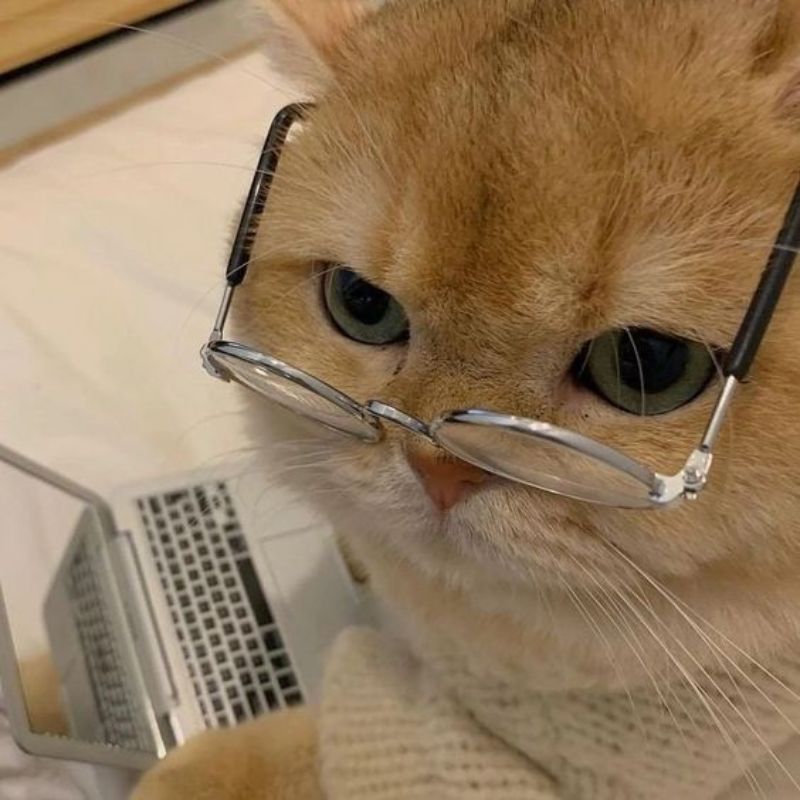 mèo đeo kính meme