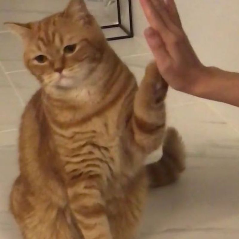 mèo chán nản meme