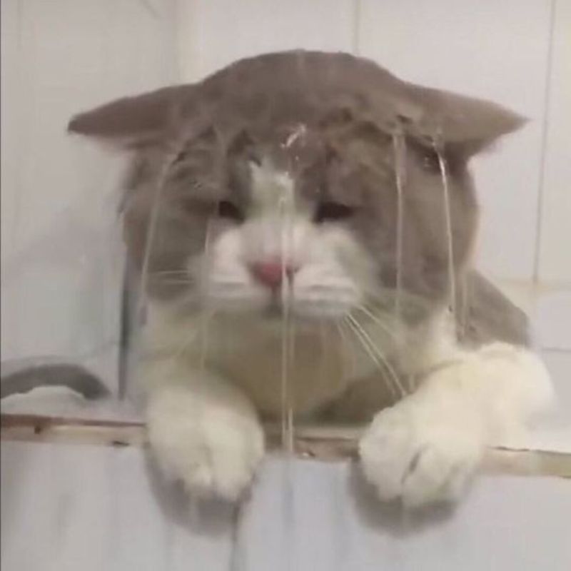 mèo buồn bã meme