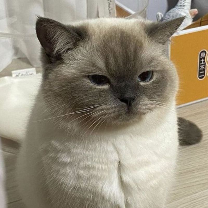 mèo bất lực meme