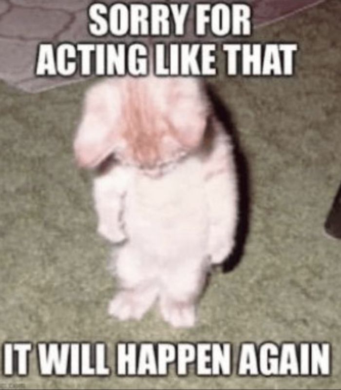 meme mèo xin lỗi