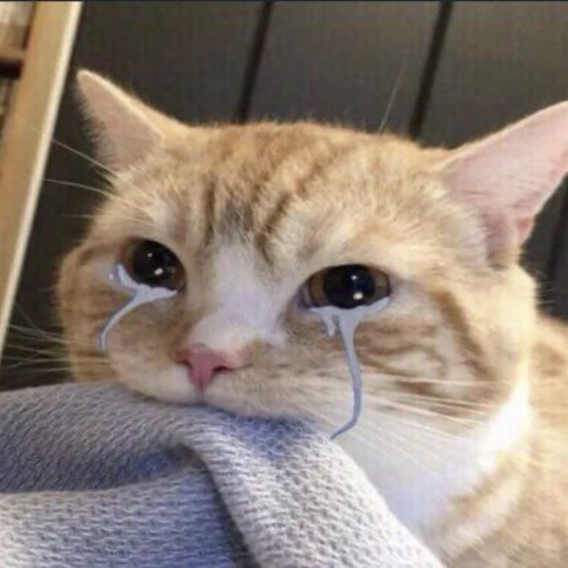 mèo khóc nhè meme