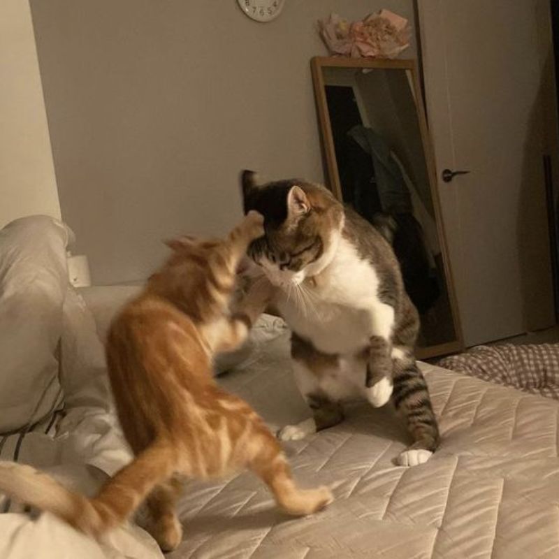 meme mèo tức giận