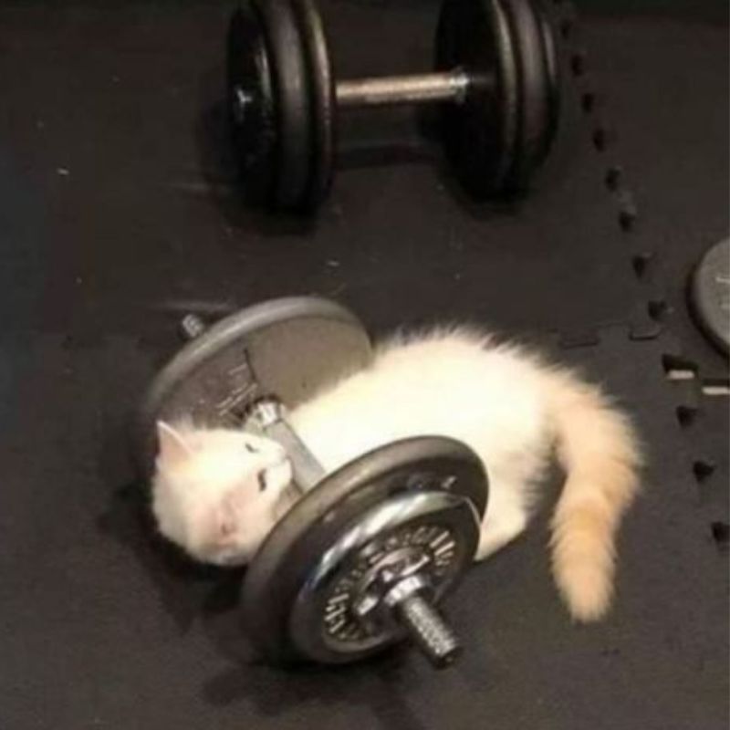 meme mèo tập tạ