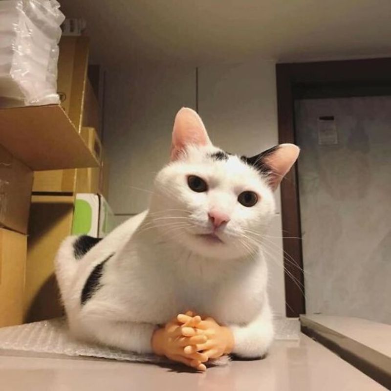 meme mèo suy nghĩ