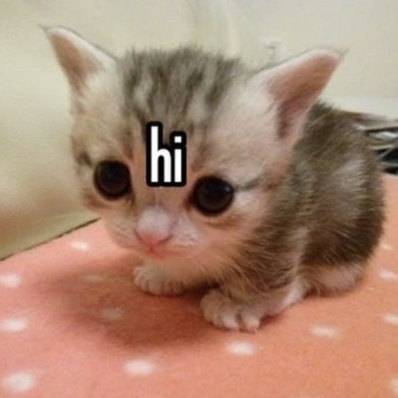 meme mèo say hi