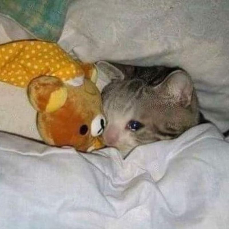 meme mèo ôm gấu