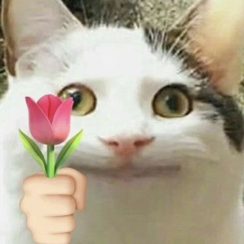 meme mèo ôm đầu