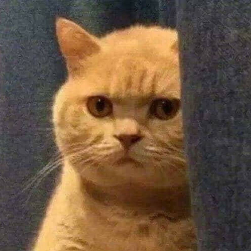 meme mèo nhăn nhó