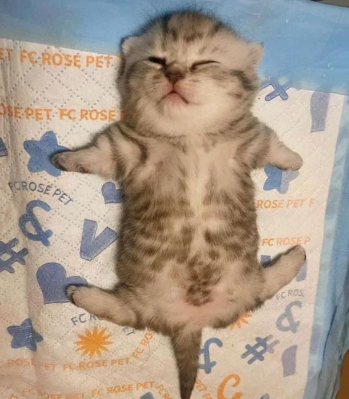 meme mèo ngủ say