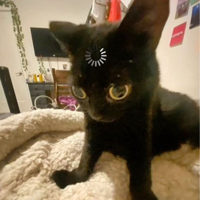 meme mèo ngủ ngon