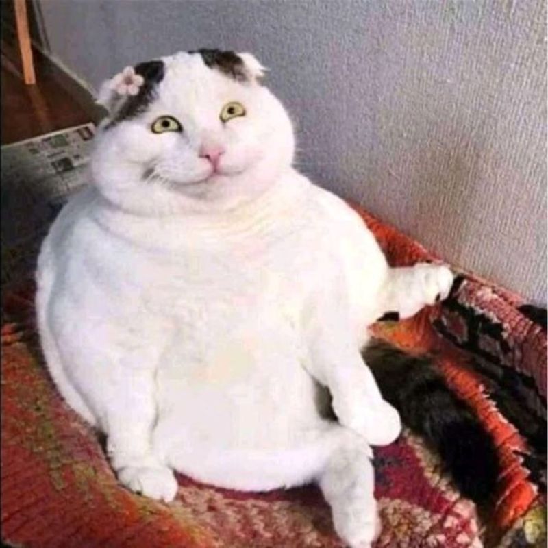 meme mèo cười vui