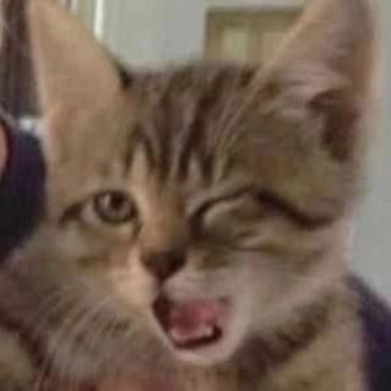 mèo nháy mắt meme