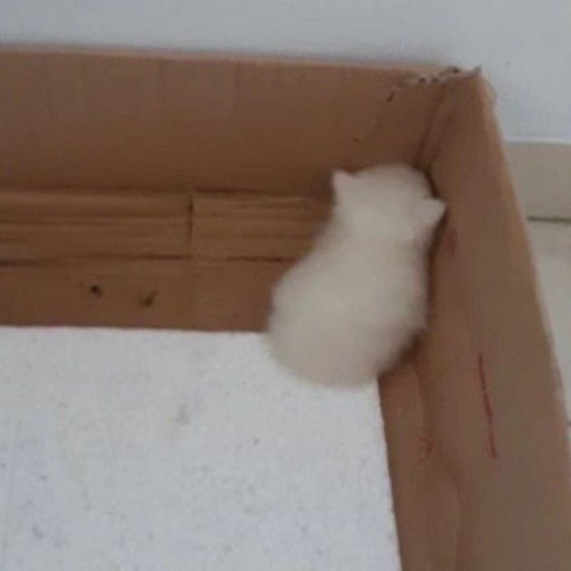 mèo úp mặt meme