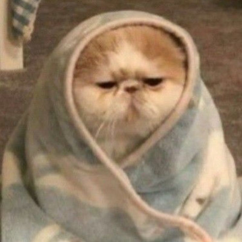 ảnh chế meme mèo bựa