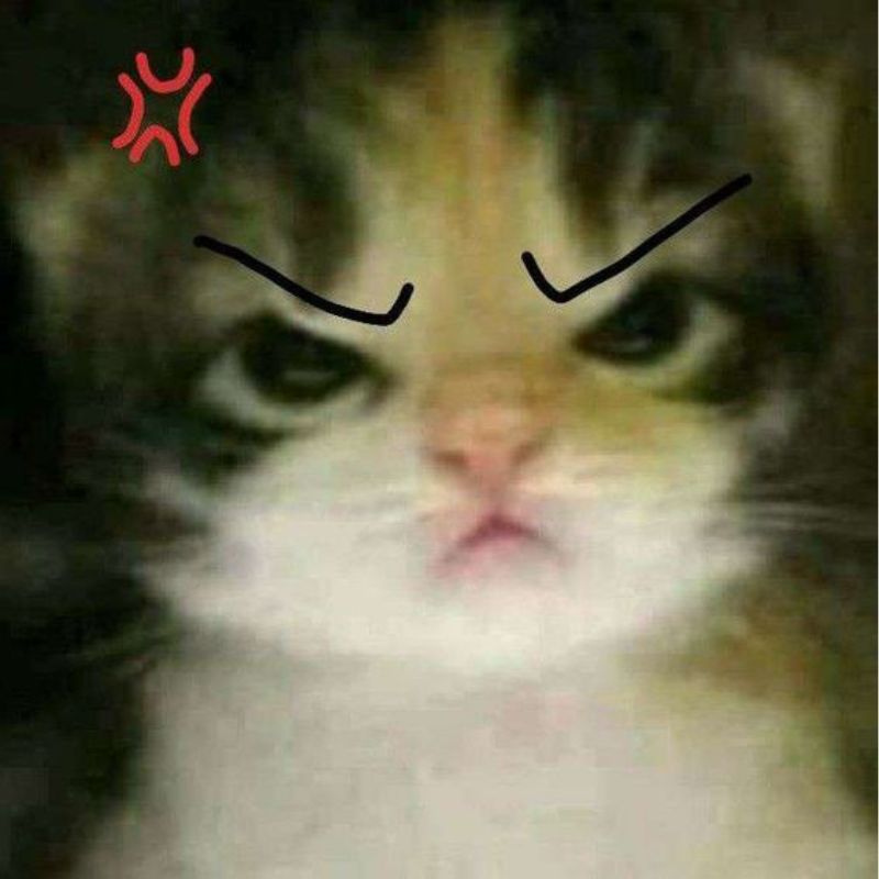 ảnh meme mèo tức giận