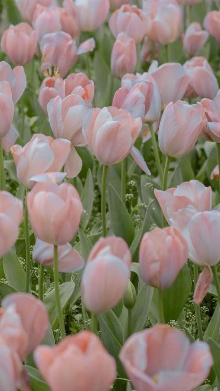 Ảnh hoa tulip