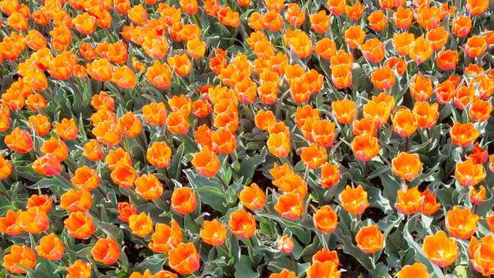 Ảnh hoa tulip