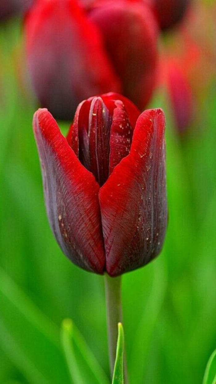 Ảnh hoa tulip