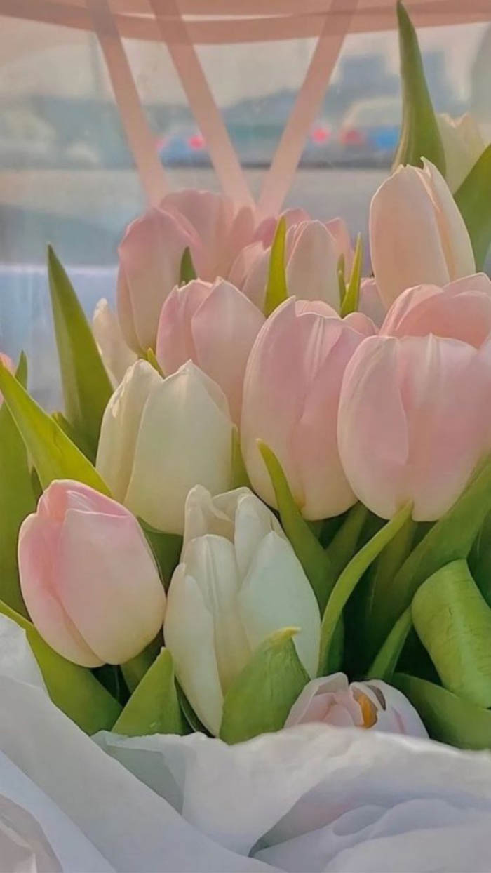 Ảnh hoa tulip đỏ rực