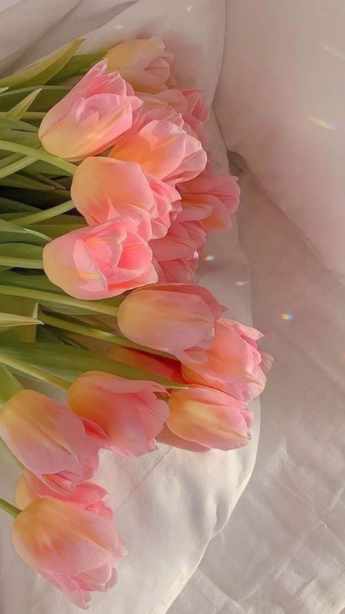 Ảnh hoa tulip dưới ánh nắng chiều