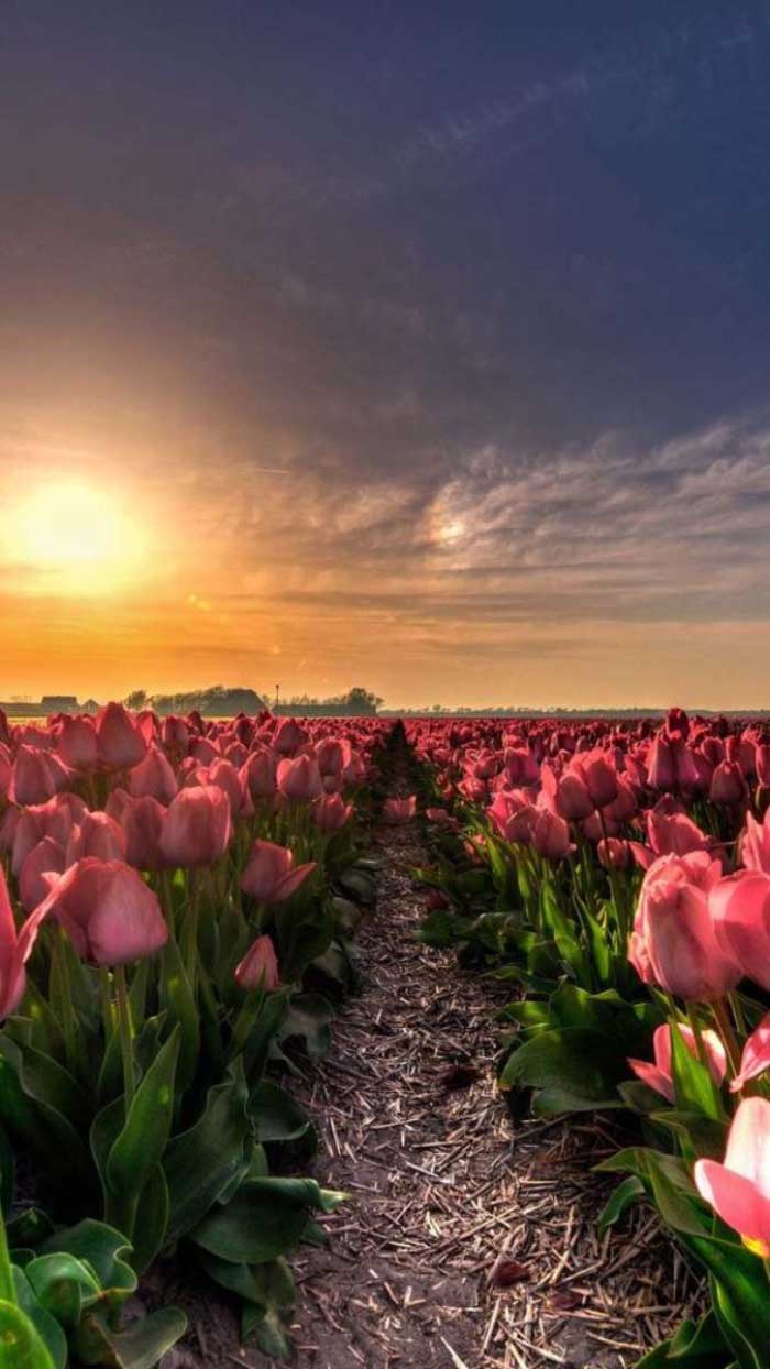 Ảnh hoa tulip ven đường