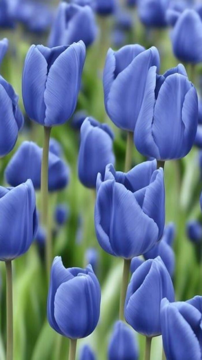 Ảnh hoa tulip trong vườn nhà