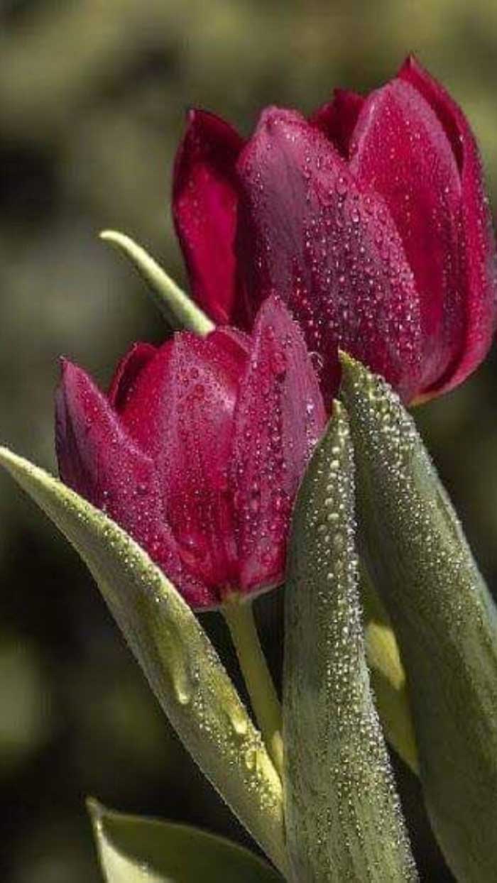 Ảnh hoa tulip