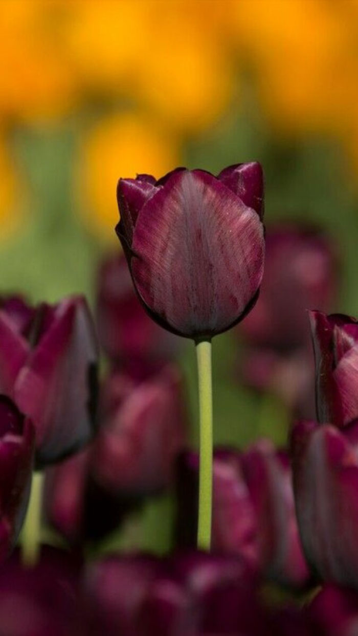 Ảnh hoa tulip