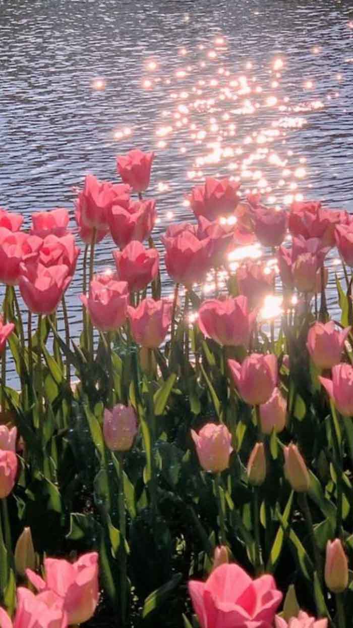 Ảnh hoa tulip vàng tươi