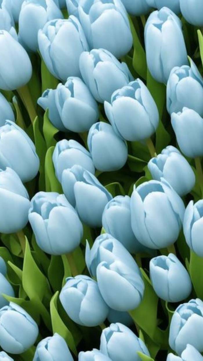 Ảnh hoa tulip nở trong nhà kính