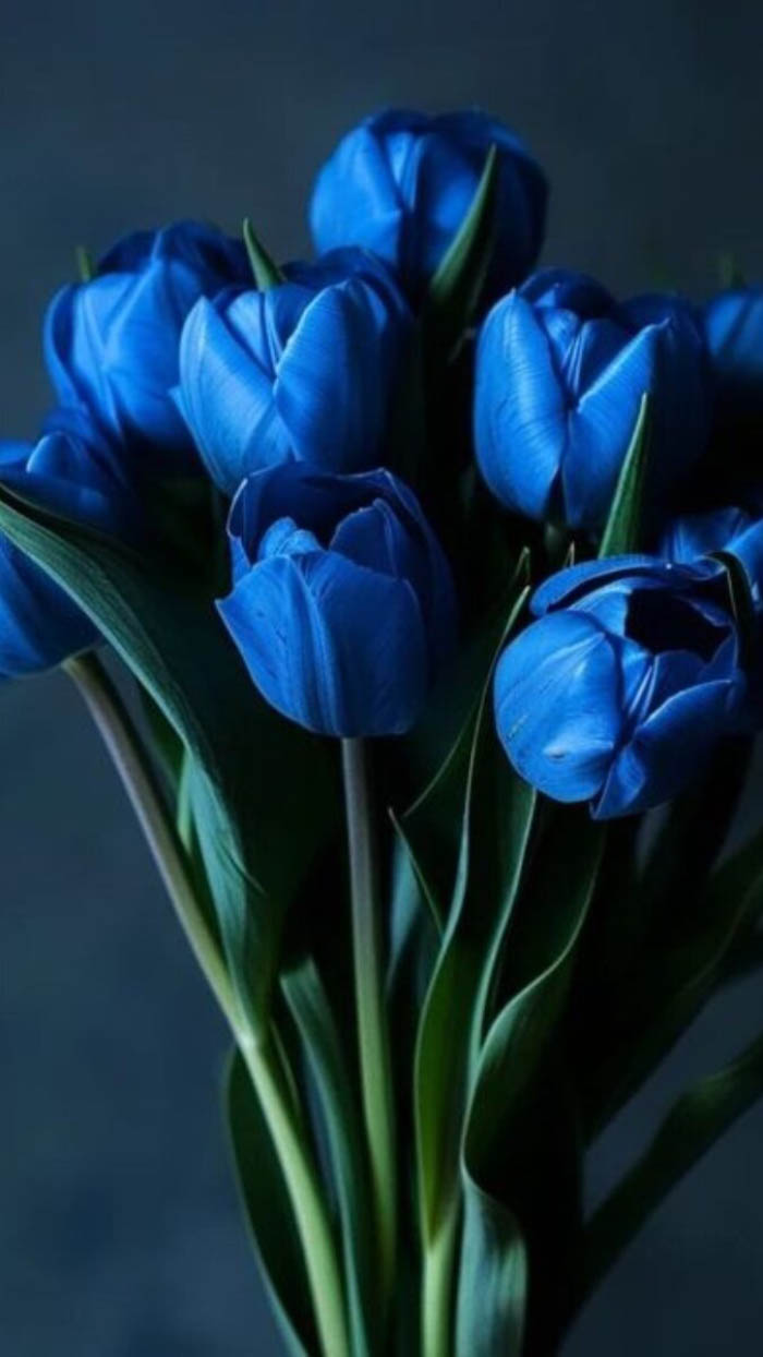 Ảnh hoa tulip dưới mưa nhẹ