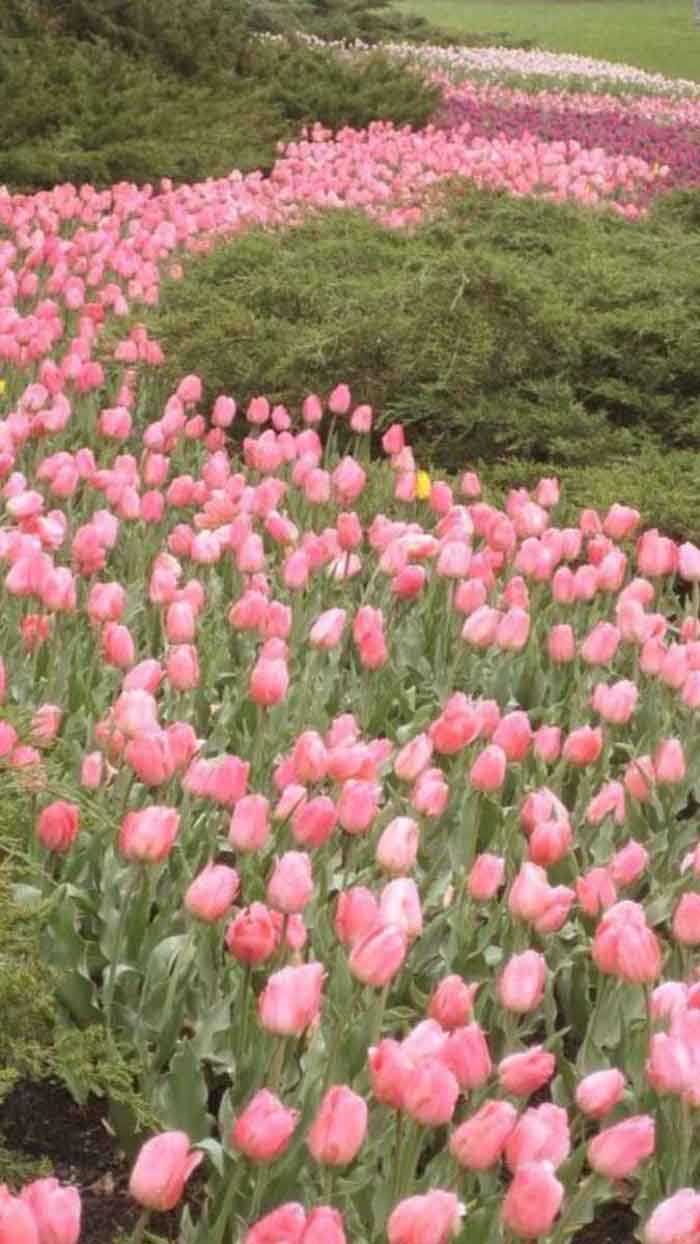 Ảnh hoa tulip trong vườn châu Âu