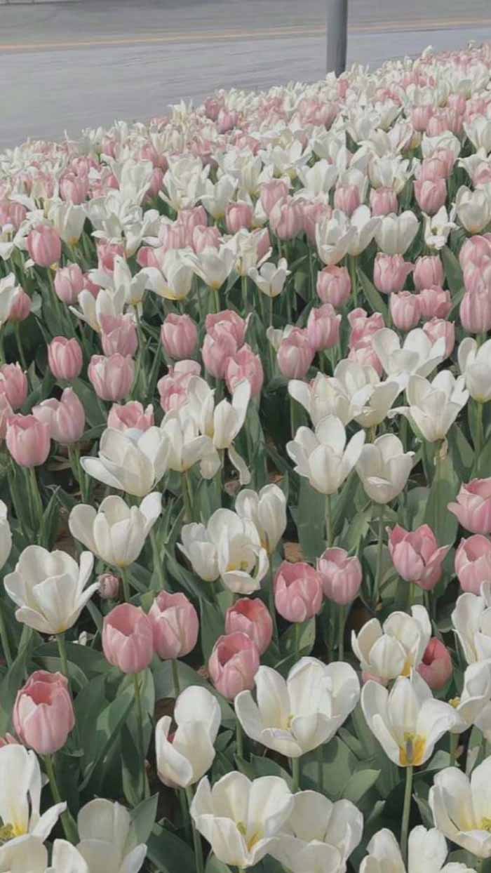 Ảnh hoa tulip trắng tinh khiết