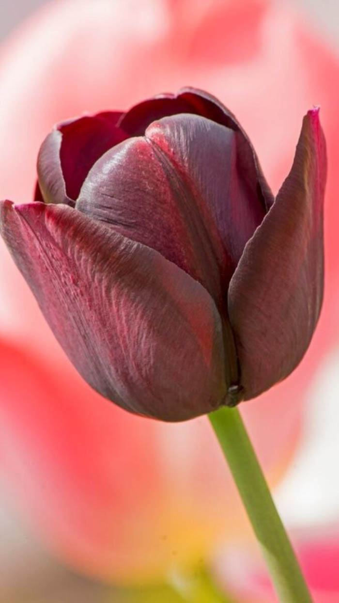 Ảnh hoa tulip
