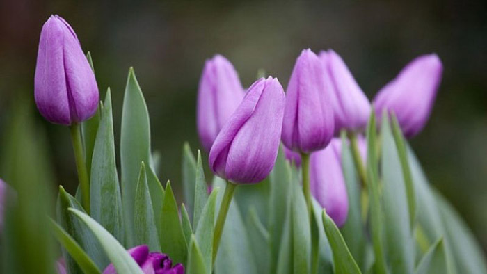 Ảnh hoa tulip