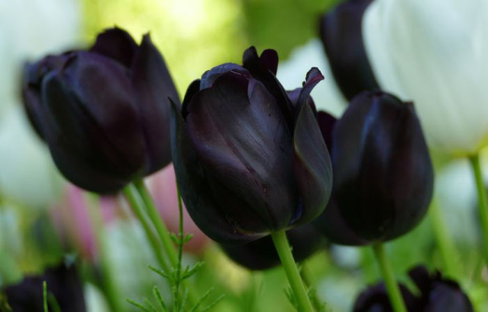 ảnh hoa tulip