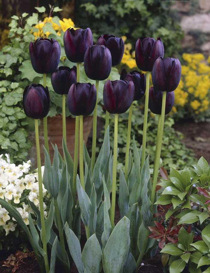 ảnh hoa tulip