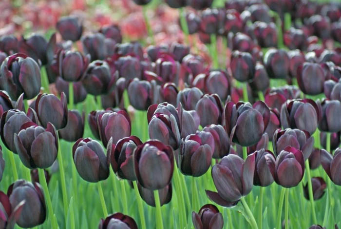 ảnh hoa tulip