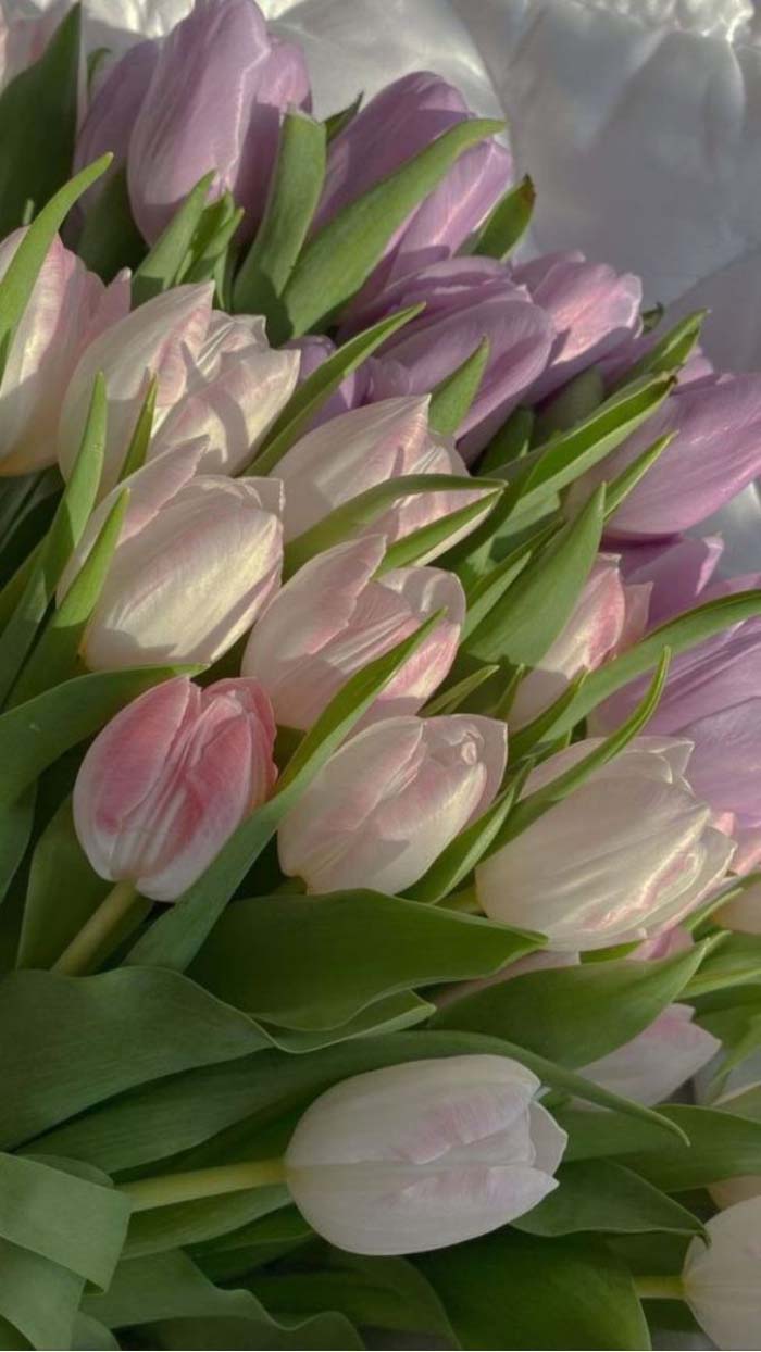 Ảnh hoa tulip tím quyến rũ